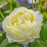 Rose 'Vanessa Bell' - Englische Strauchrose