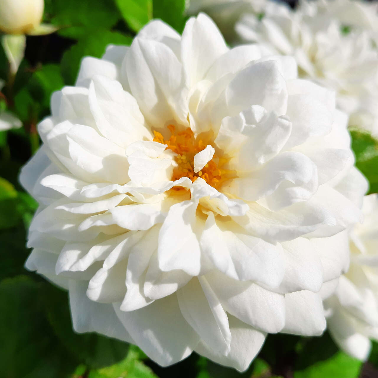 Beetrose Rose 'Marina Picasso' weiß