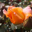 Rose 'Rosemary Harkness': Bild 3/4