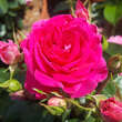 Rose 'Perfect Match': Bild 4/4