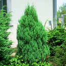 Juniperus chinensis 'Stricta' - Kegelwacholder
