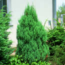 Juniperus chinensis 'Stricta' - Kegelwacholder