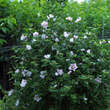 Hibiscus syriacus 'Hamabo': Bild 3/3