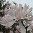 Magnolia stellata 'Rosea': Bild 3/3