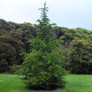 Cedrus libani - Libanonzeder