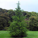 Cedrus libani - Libanonzeder
