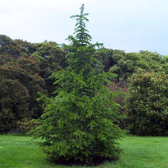 Cedrus libani