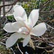 Magnolia kobus 'Isis': Bild 1/1