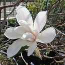 Magnolia kobus 'Isis' - Säulen-Baummagnolie