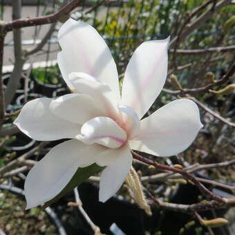 Magnolia kobus 'Isis'
