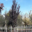 Prunus cerasifera 'Crimson Pointe': Bild 2/2