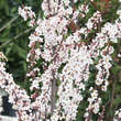 Prunus cerasifera 'Crimson Pointe': Bild 1/2