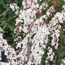 Prunus cerasifera 'Crimson Pointe' - Säulen-Blutpflaume