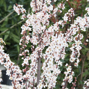 Prunus cerasifera 'Crimson Pointe'