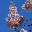 Paulownia fortunei 'Fast Blue': Bild 1/3