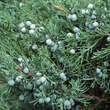 Juniperus virginiana 'Glauca': Bild 1/4