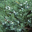 Juniperus virginiana 'Glauca' - Virginischer Baumwacholder