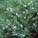 Juniperus virginiana 'Glauca' - Virginischer Baumwacholder