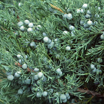 Juniperus virginiana 'Glauca'
