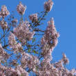 Paulownia fortunei 'Fast Blue': Bild 2/3