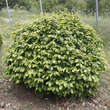 Carpinus betulus 'Murmel': Bild 1/2