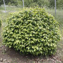 Carpinus betulus 'Murmel' - Zwerg-Hainbuche