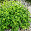 Alchemilla epipsila: Bild 2/2