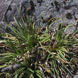 Eryngium yuccifolium: Bild 3/4