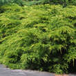 Juniperus pfitz.'Pfitzeriana Aurea': Bild 1/2
