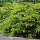 Juniperus pfitz.'Pfitzeriana Aurea' - Goldspitzen-Wacholder