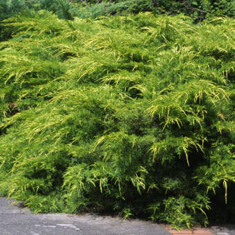 Juniperus pfitz.'Pfitzeriana Aurea'