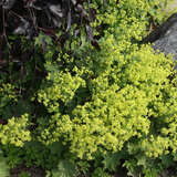 Alchemilla epipsila - Kahler Frauenmantel