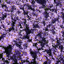 Aster dumosus 'Blauer Gletscher' - Kissenaster