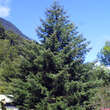 Pseudotsuga menziesii: Bild 1/4