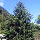 Pseudotsuga menziesii - Küstendouglasie