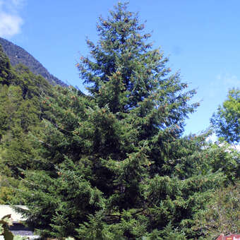 Pseudotsuga menziesii