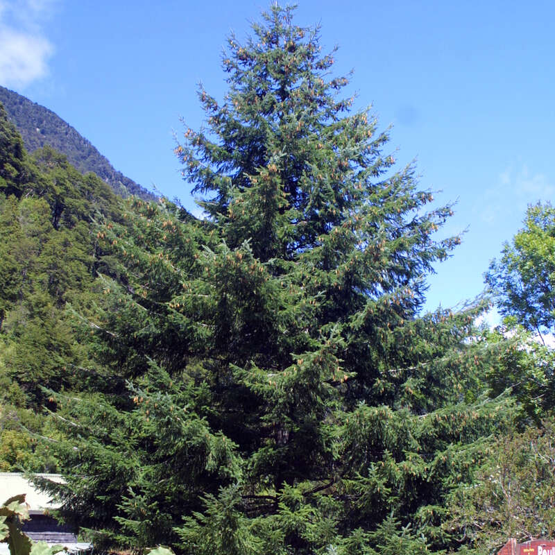 Kstendouglasie - Pseudotsuga menziesii - grn