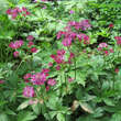 Astrantia major 'Lars': Bild 2/2