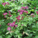 Astrantia major 'Lars' - Sterndolde