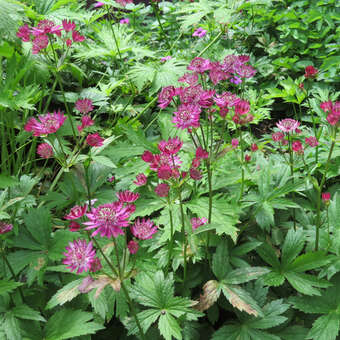 Astrantia major 'Lars'