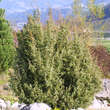 Juniperus communis: Bild 1/4