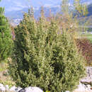 Juniperus communis weiblich - Heimischer Heidewacholder