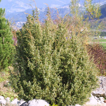 Juniperus communis männlich
