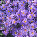 Aster dumosus 'Blauer Gletscher' - Kissenaster
