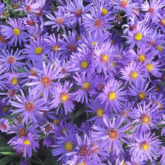Aster dumosus 'Blauer Gletscher'