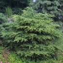 Cedrus libani 'Nana' - Zwerg-Libanonzeder