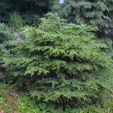 Cedrus libani 'Nana' - Zwerg-Libanonzeder