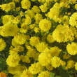 Chrysanthemum indicum 'Citronella': Bild 5/6