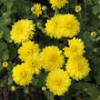 Chrysanthemum indicum 'Citronella': Bild 4/6