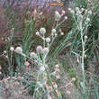 Eryngium yuccifolium: Bild 4/4